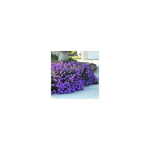 Purple Verbena Tenuisecta Plant Seeds for Planting 100 pcs [neera-v5-6caf39d2ba2aaadae023]