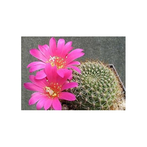 Pink Rebutia Violaciflora Flower Seeds for Planting [neera-v5-6cbb91b67f280411d0a6]