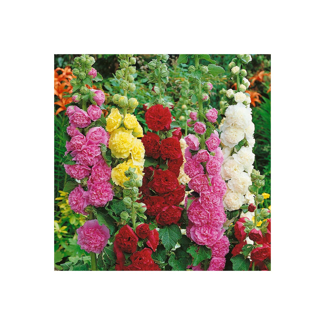 Hollyhock Veshennyaya Mix Alcea Rosea Flower For Planting In Home Garden Or Seasonal Beds Flower [neera-v5-6cc9e89fb827c5c90e17]