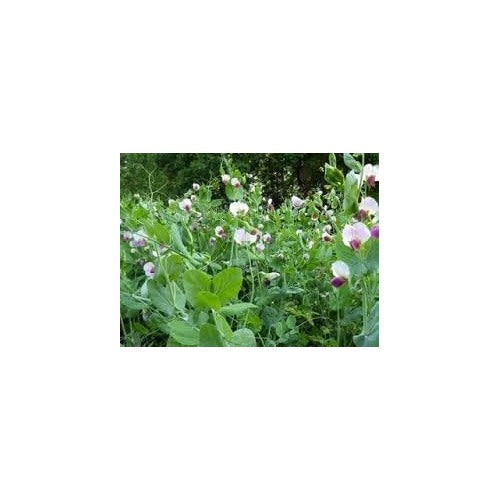 Pisum Sativum Flower Seeds for Planting [neera-v5-6cd0b6bda6a7aba3eb65]