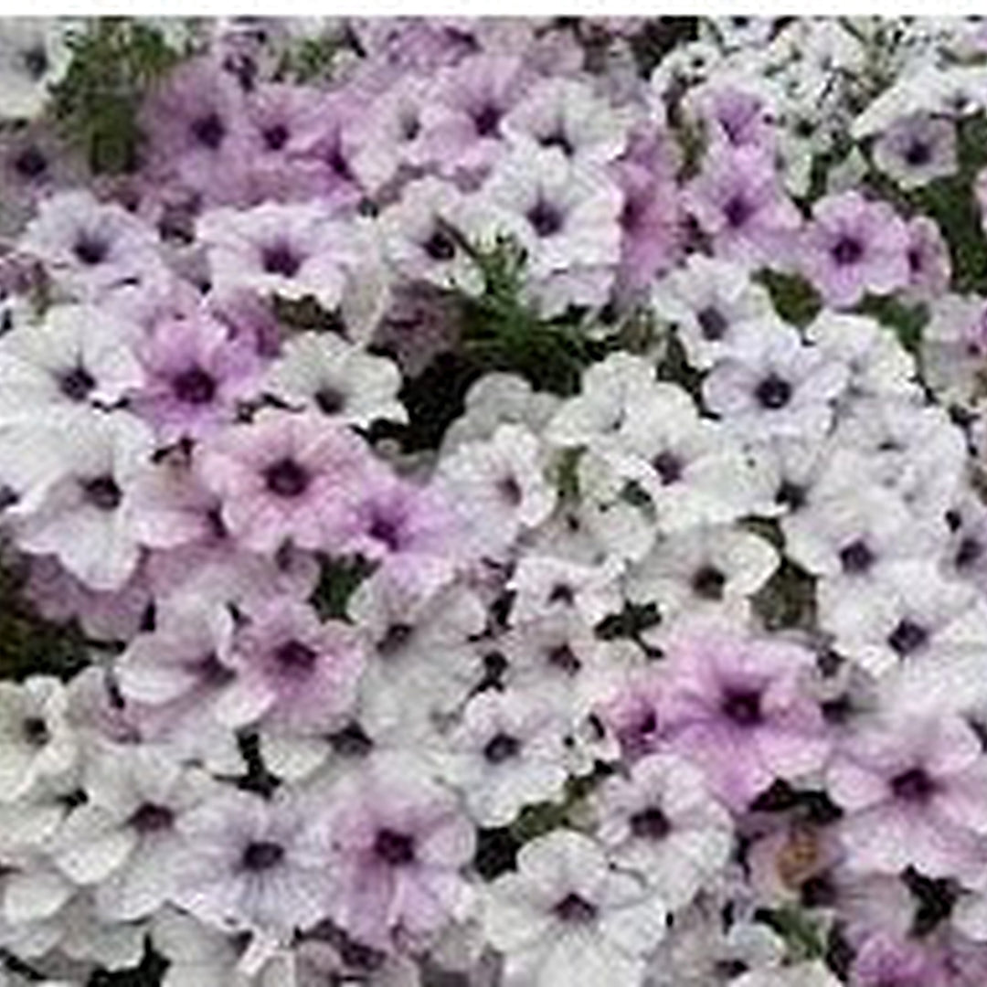 Petunia Tidal Wave Silver Flower Seeds for Planting [neera-v5-6cd1ae5b6491cf05e810]
