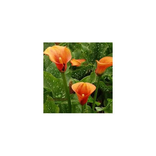 Heirloom Peach Calla Flower Seeds [neera-v5-6cd56b936689702f1800]