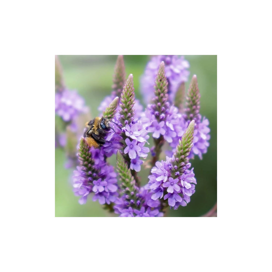 Vervain Hastata Flower Garden Planting Heirloom Non Gmo Hardy Wildflower Variety Flower Seeds [neera-v5-6cd70daa761570815d08]