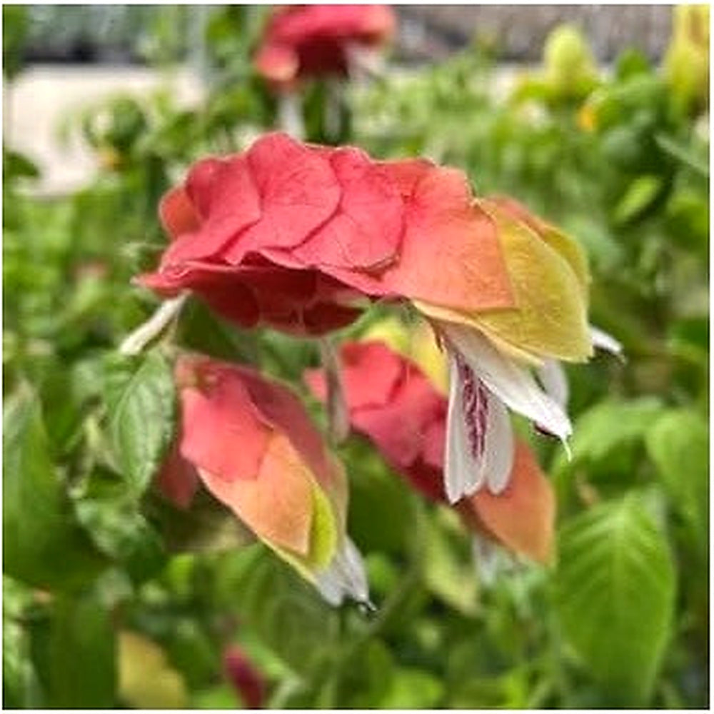 Organic Pachystachys Lutea Seeds Orange Green for Planting [neera-v5-6ce50659d8ac352bd138]
