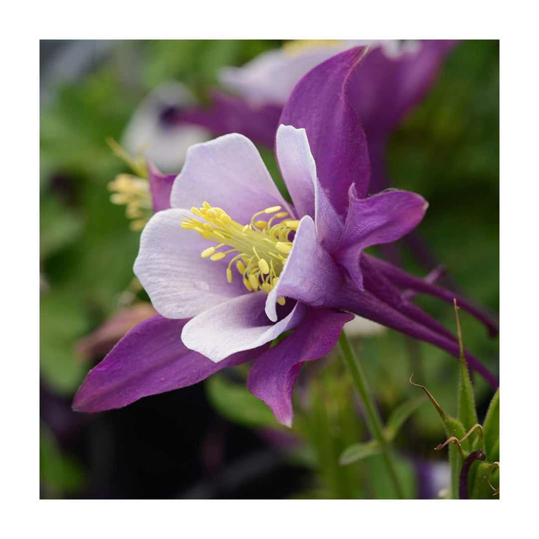 Aquilegia Plant For Planting Organic Heirloom Non Gmo Columbine Flower Flower Seeds for Home Garden [neera-v5-6cf1ac0f51b4abf673f0]
