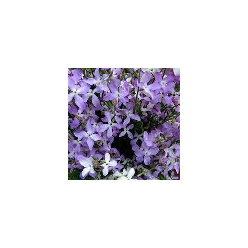 Matthiola Bicornis Seeds for Planting [neera-v5-6cf239c2582d4188ce0e]