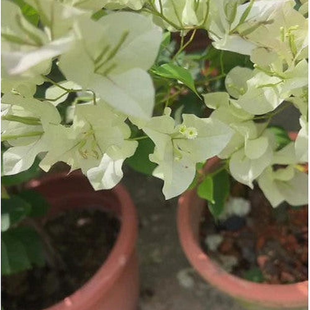 Green Bougainvillea Climbing Flower Seeds [neera-v5-6d02d83b49614ca3f9b0]