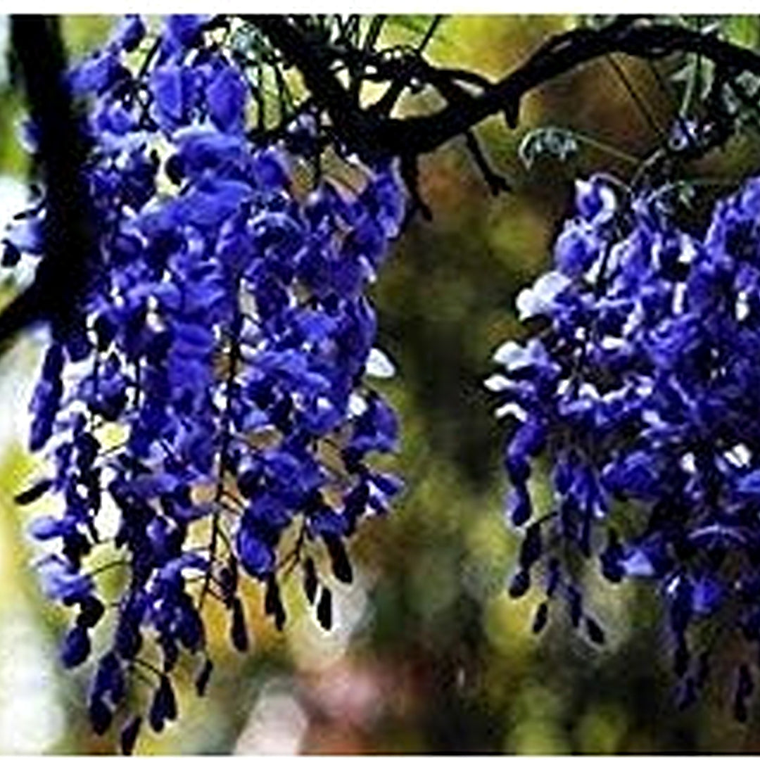 Blue Wisteria Flower Planting Seeds for Garden [neera-v5-6d0778c917c005c3f80c]