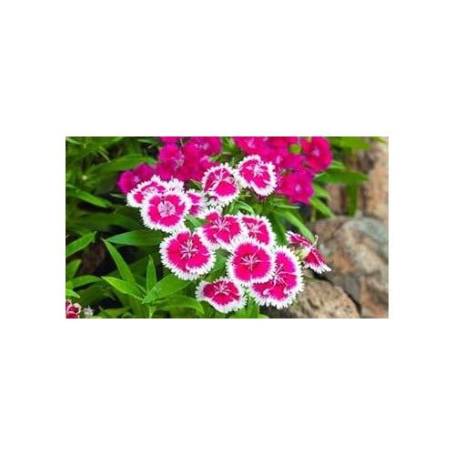 Organic Pink White Dianthus Flower Seeds for Planting [neera-v5-6d15b6c1d54c0ce32e64]
