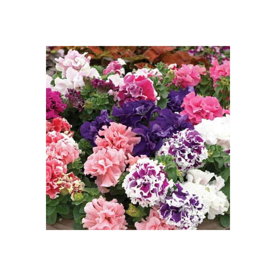 Mixed Petunia Petunia Hybrida Flower For Planting In Home Garden Hanging Containers Flower [neera-v5-6d1918e1a37c940d9a81]
