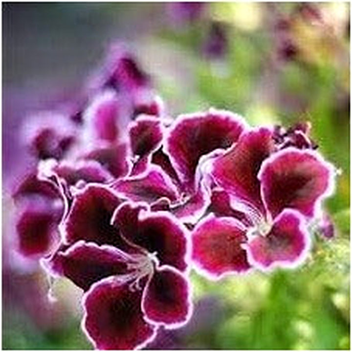 Maroon &amp; Red Gloxinia Heirloom Non-GMO Seeds for Planting [neera-v5-6d20bfb9495cc8f69840]
