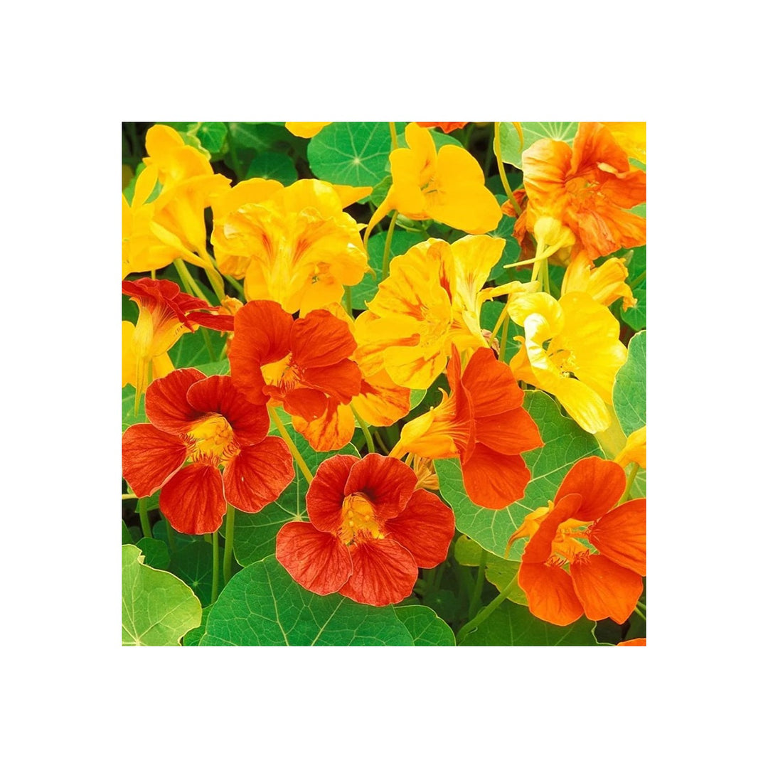 Nasturtium Flower Heirloom Non Gmo Edible Blooms Vibrant Garden Planting Flower Seeds Home [neera-v5-6d25cf3d2fc82990c03a]