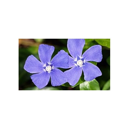 Blue Vinca Periwinkle Plant For Planting Non Gmo Heirloom Garden For Home And Outdoor Growing [neera-v5-6d32757589856a58aaa0]