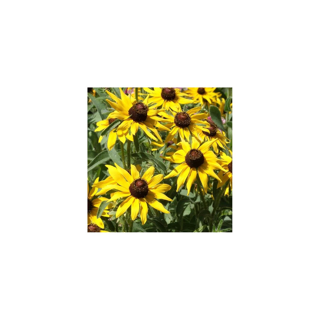 Black Eyed Susan American Native Wildflower Heirloom Flower Seeds for Home Garden Planting, [neera-v5-6d4b957895d6ba6d4e28]