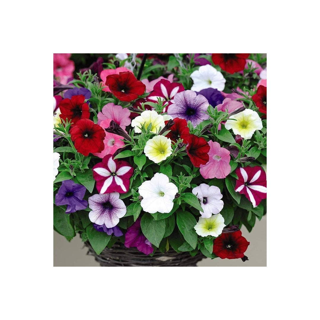 Petunia Petunia Hybrida Four Seasons Flower For Planting In Indoor Pots Seasonal Backyard [neera-v5-6d4bd793e524c6791297]
