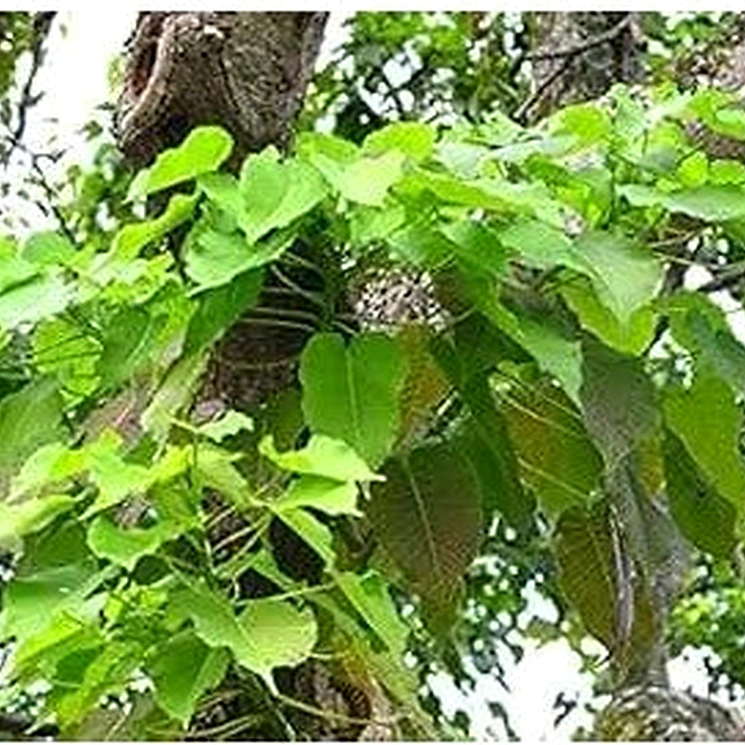 Hura Crepitans Planting Non Gmo Heirloom Tree Flower Seeds for Home Garden Planting, Decorative [neera-v5-6d55b99644faa0e7abbf]