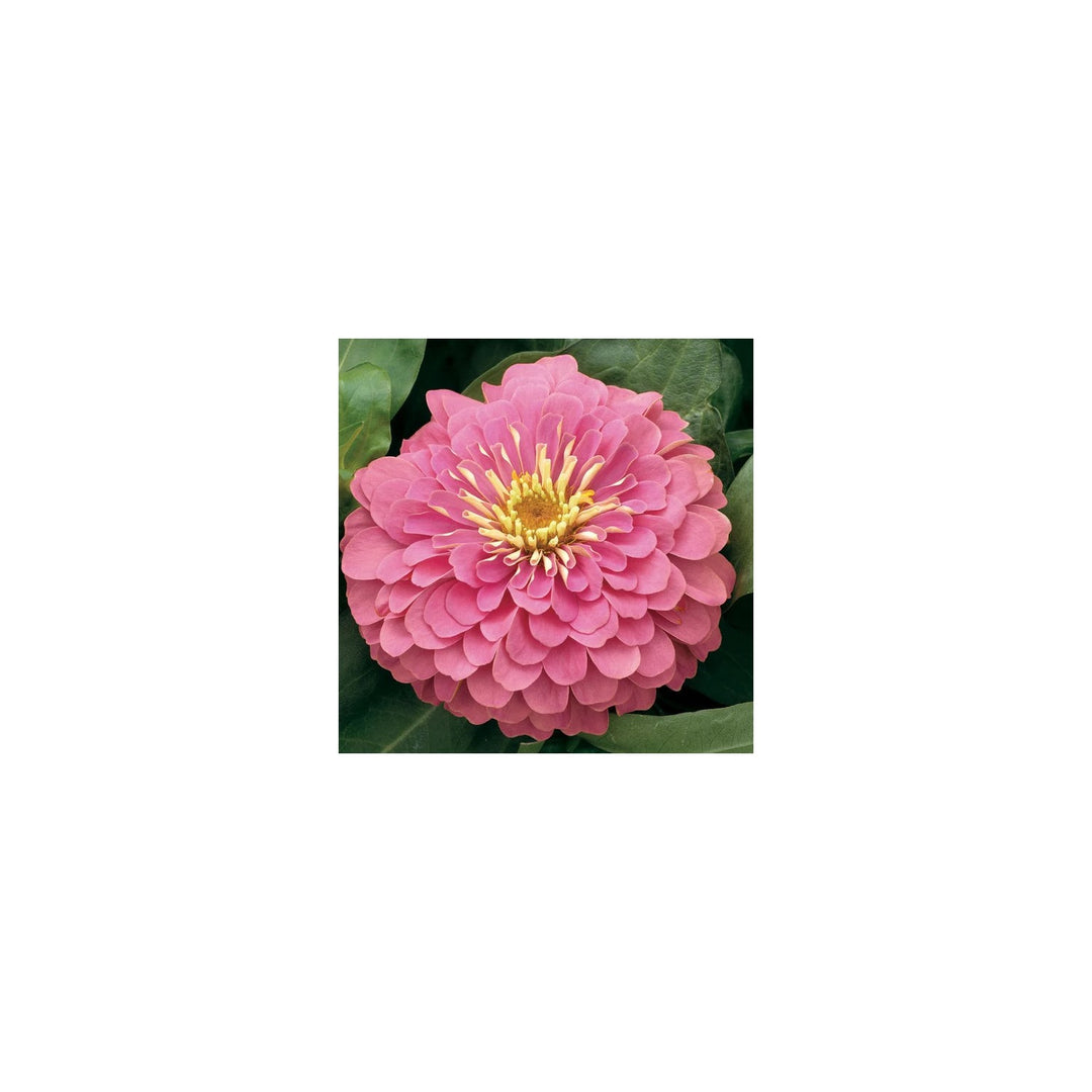 Heirloom Pastel Mix Zinnia Flower Planting Bright Vibrant Blooms Your Garden Flower Seeds [neera-v5-6d5616b35ded5c535759]