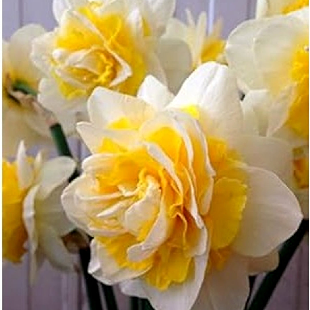 Yellow Mix Double Petal Narcissus Flower Seeds [neera-v5-6d5ea4415f67474fae19]