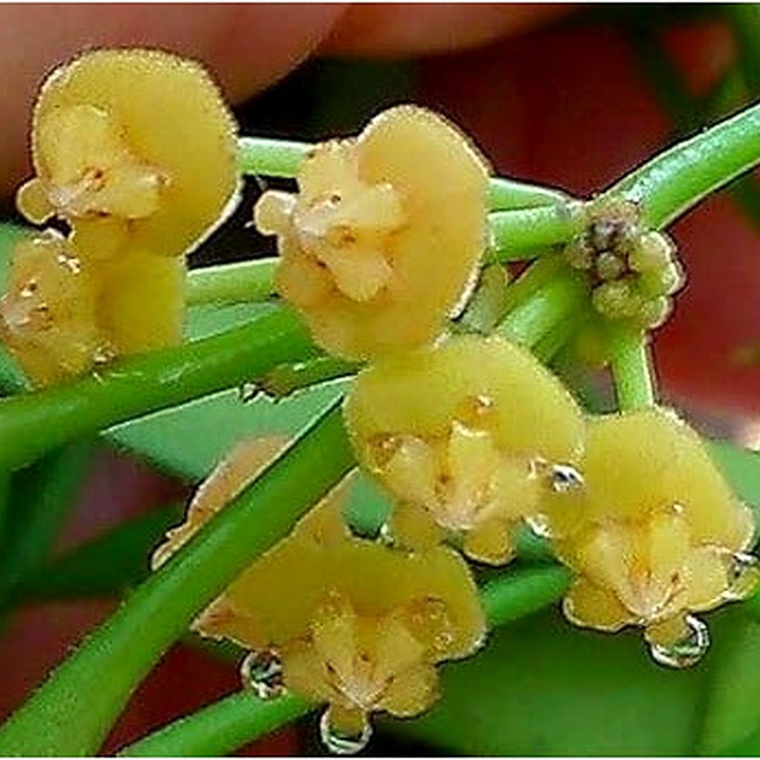 Organic Heirloom Yellow Hoya Flower Seeds for Planting [neera-v5-6d67ec5144e067d68925]