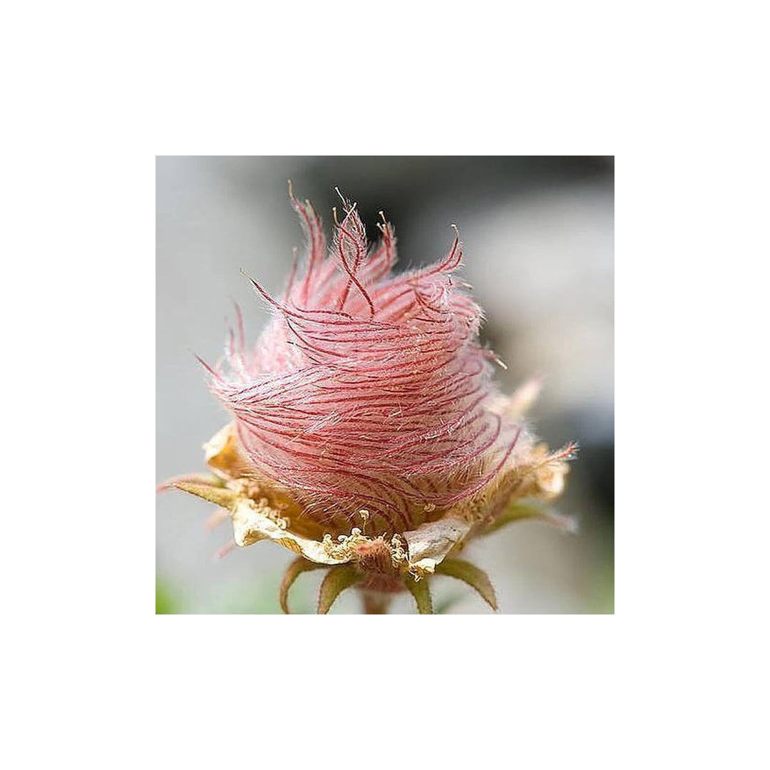 Triflorum Flower For Planting Flower Seeds for Home Garden Planting, Blooming Organic Blooming [neera-v5-6d7494255c696b0e02b0]