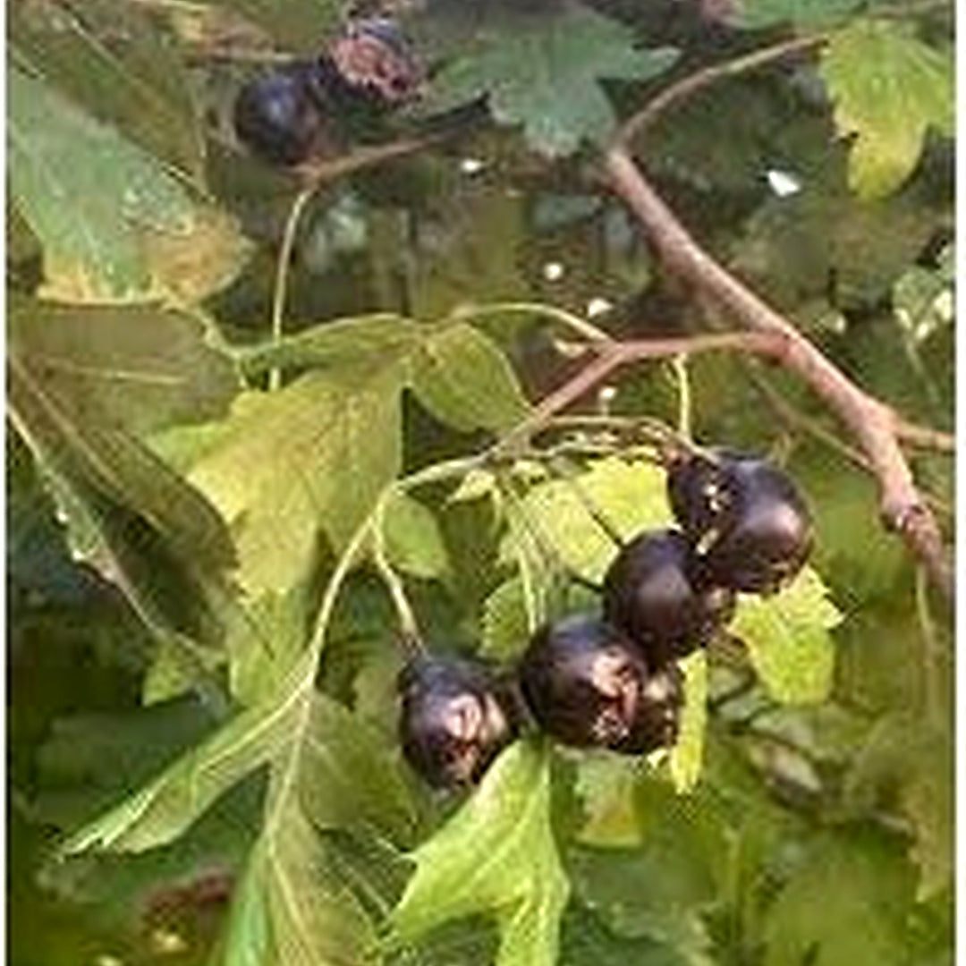 Black Hawthorn Fruit Tree Seeds (Crataegus pentagyna) [neera-v5-6d74a295cfef3d44d171]