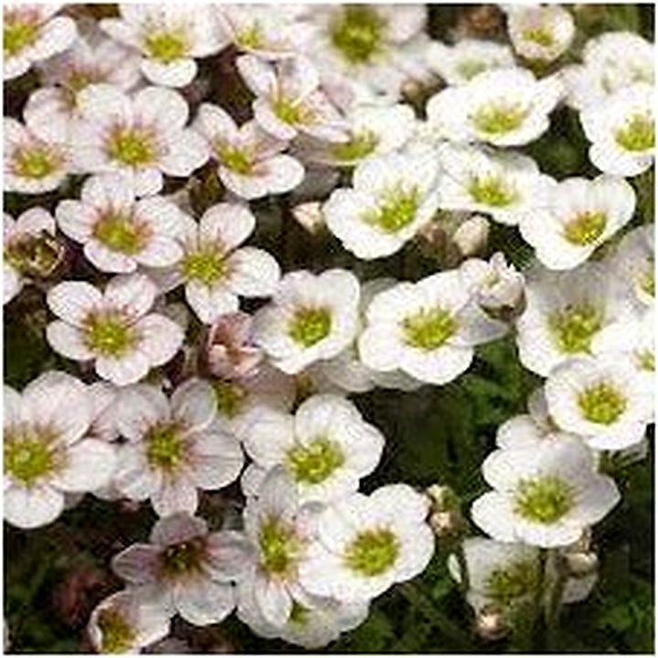 Heirloom White Blush Saxifraga Flower Seeds for Planting [neera-v5-6d89e0ff90588c1a8237]