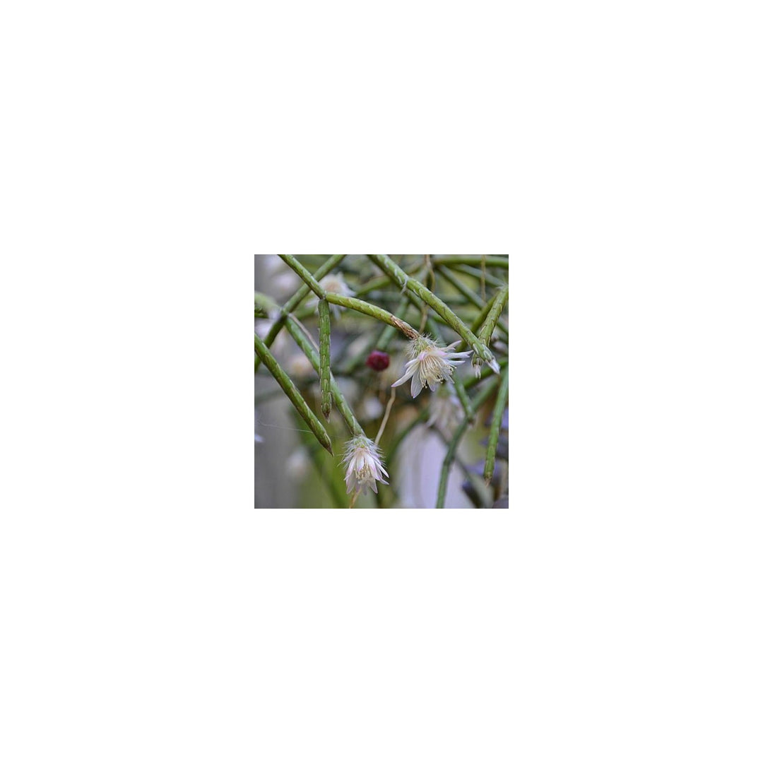 White Pilocarpa Flower Planting Organic Heirloom Non Gmo Flower Seeds Home Garden Planting, [neera-v5-6d8aeba959381ad8403a]