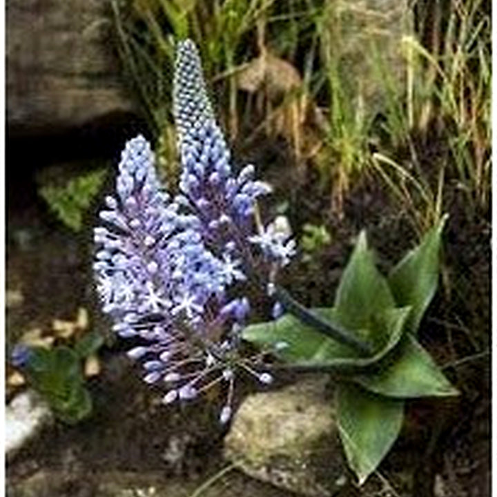 Merwilla Flower Seeds for Planting [neera-v5-6d8af50b586880c994c6]