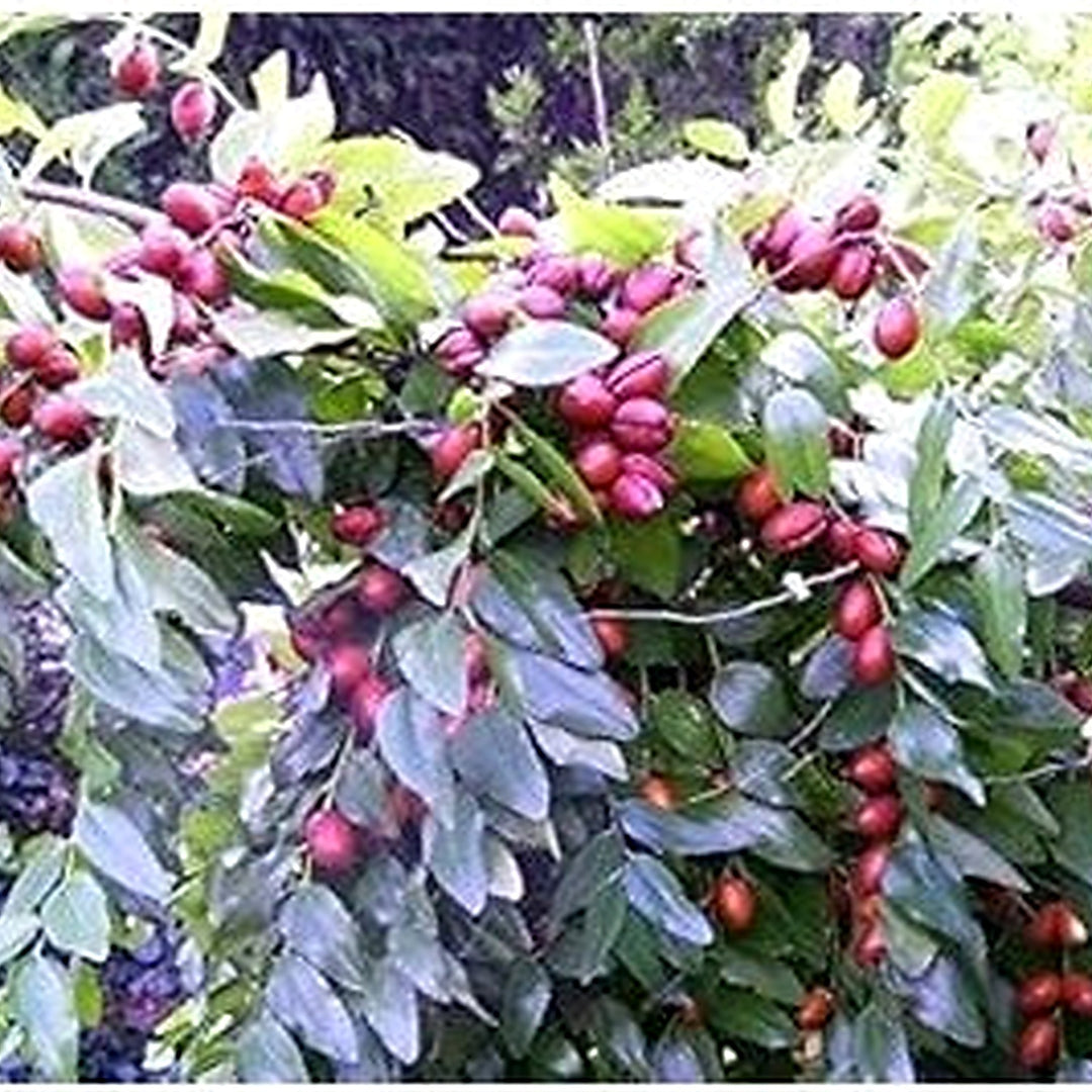 Red Ziziphus Jujuba Fruit Seeds for Planting [neera-v5-6d92c3547ec9b3590dbf]