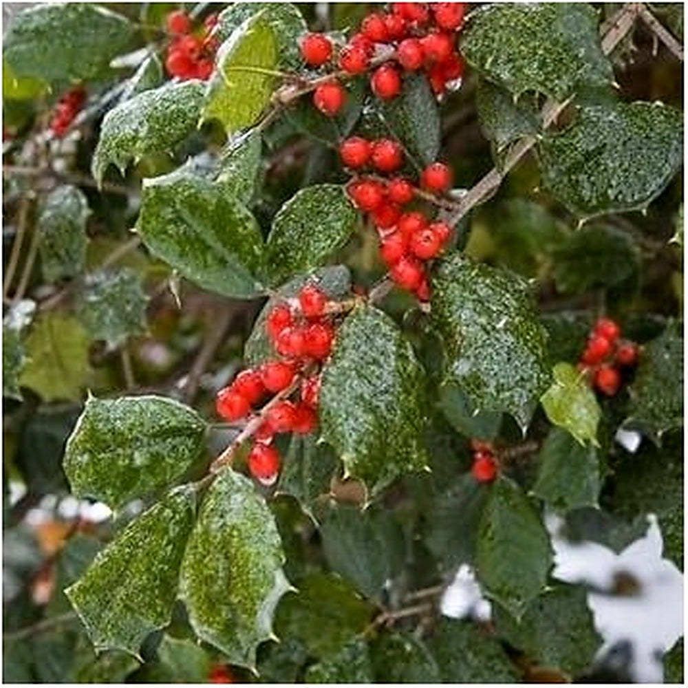 Red Ilex Opaca Fruit Seeds for Planting | Heirloom Non-GMO Organic Seeds for Hardy, Ornamental Red Berries [neera-v5-6d97d2899a0ee3e90902]