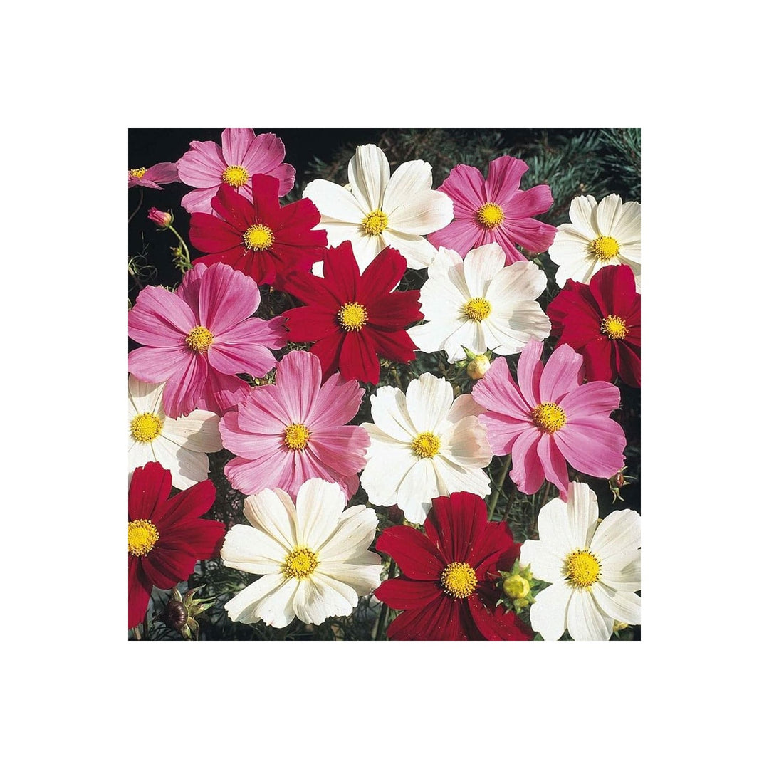 Cosmos Cosmos Bipinnatus Flower For Home Garden Balcony Pots Flower Seeds for Home Garden [neera-v5-6dabccef5636b5ef6f07]