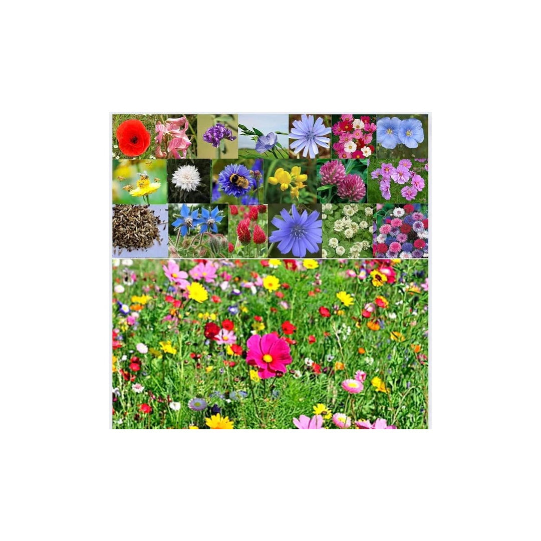 Partial Shade Wildflower Rare Annual Perennial Mix Flower Seeds for Home Garden Planting, Vibrant [neera-v5-6daee960418715532f76]