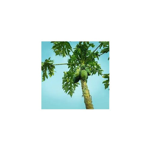 Carica Papaya Fruit Tree Seeds for Planting [neera-v5-6dafd6c8df8e3c475db9]