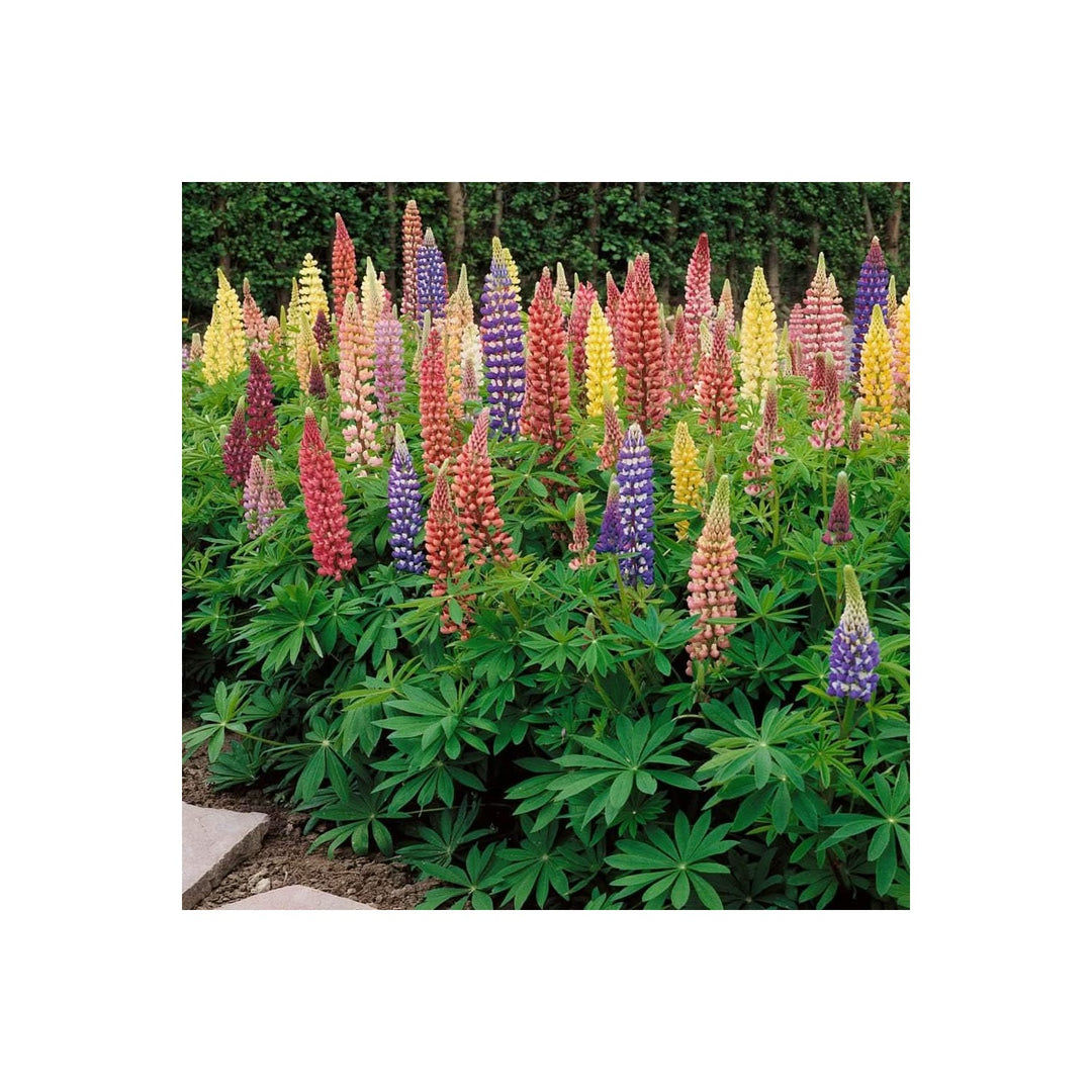 Heirloom Non Gmo Lupine Flower For Planting Tall Colorful Blooms For Cottage And Wildflower Gardens [neera-v5-6db2ad0f85a763e6278d]