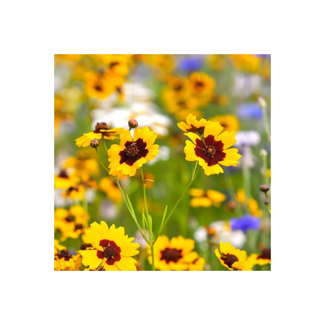 Sand Coreopsis Native Wildflower Drought Tolerant Flower Seeds for Home Garden Planting, Ornamental [neera-v5-6dc0d1f7b4db07db785d]