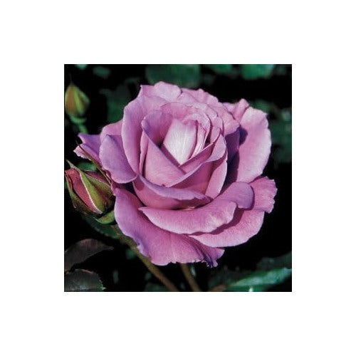 Lavender Rose Flower Seeds for Planting [neera-v5-6dc2bc5f434de4283746]