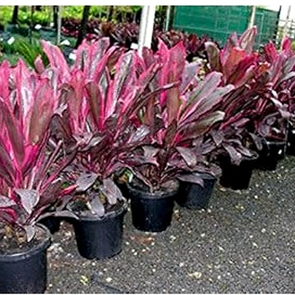 Heirloom Red Cordyline Rubra Plant Seeds, Non-GMO Tropical Foliage Seeds for Garden Planting [neera-v5-6dda381ab7f9affa2c60]