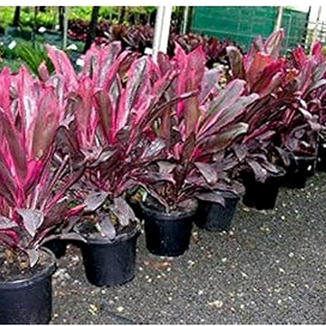 Heirloom Red Cordyline Rubra Plant Seeds, Non-GMO Tropical Foliage Seeds for Garden Planting [neera-v5-6dda381ab7f9affa2c60]