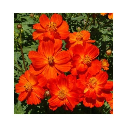 Red Cosmos Dwarf Tall Blooms All Season Butterflies Bees Non Gmo Heirloom Flower Seeds Home [neera-v5-6df62462f700d34b7c5b]