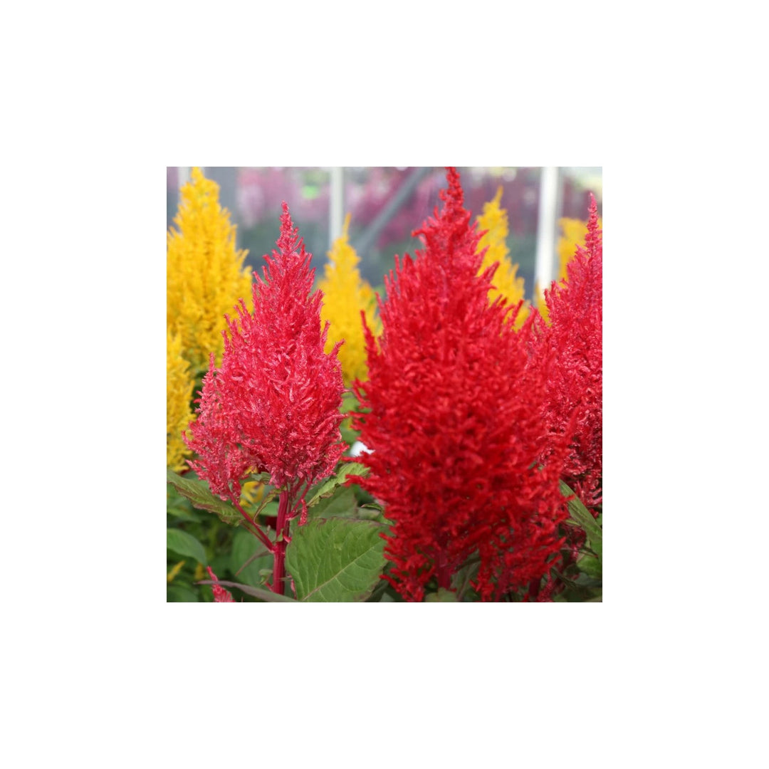 Mixed Celosia Argentea Flower Heirloom Non Gmo For Planting Flower Seeds for Home Garden Planting, [neera-v5-6df89beeb8966bf1478a]