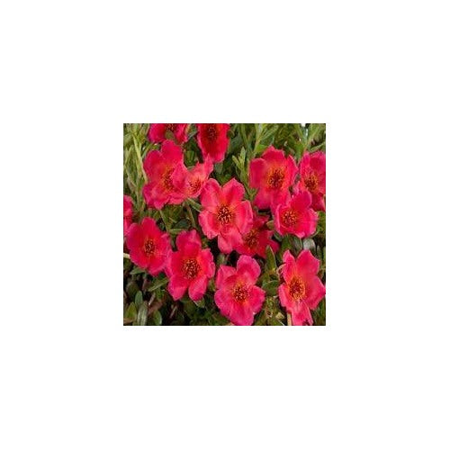 Red Rock Purslane Ruby Tuesday or Calandrinia Flower Seeds for Planting [neera-v5-6df9d0737dc182f98b35]