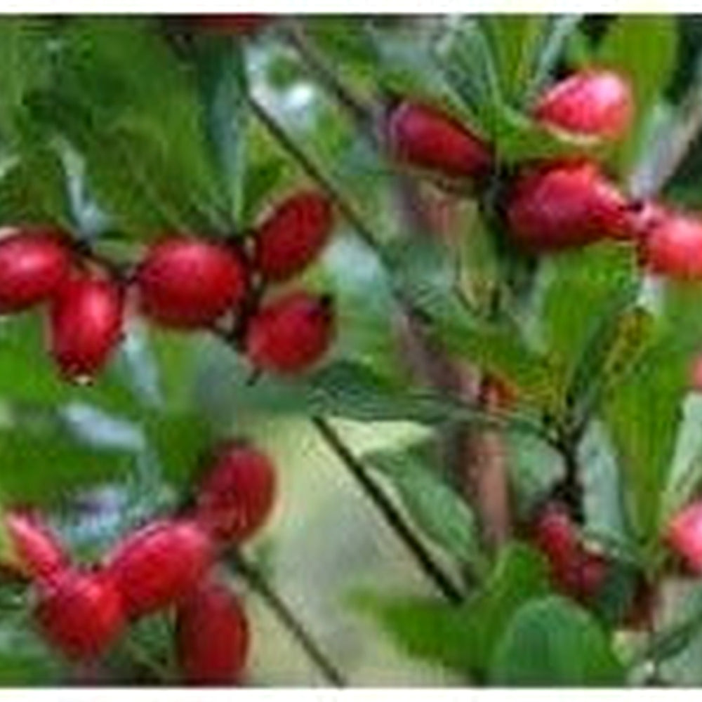 Dulcificum Fruit Seeds for Planting [neera-v5-6dfd6ebf7cfadb184d47]