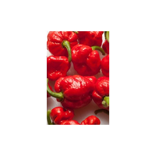 Heirloom Non-GMO Trinidad Hot Pepper Seeds for Planting [neera-v5-6dff18eb8c4ffbc29d17]