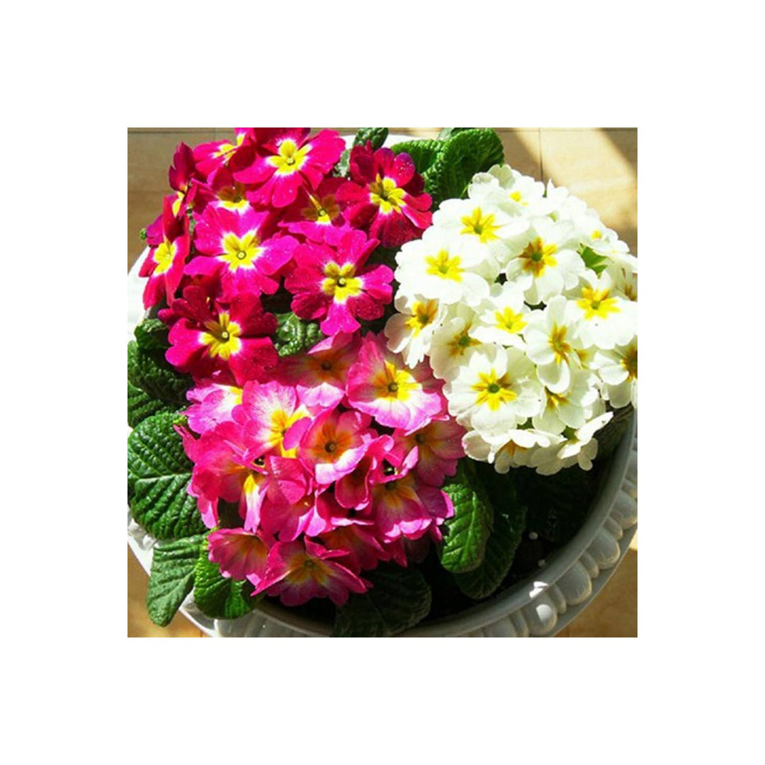 Primrose Primula Vulgaris Mini Flower For Planting Perennial Indoor Bonsai Suitable For Small [neera-v5-6e037009b2828b9add9e]