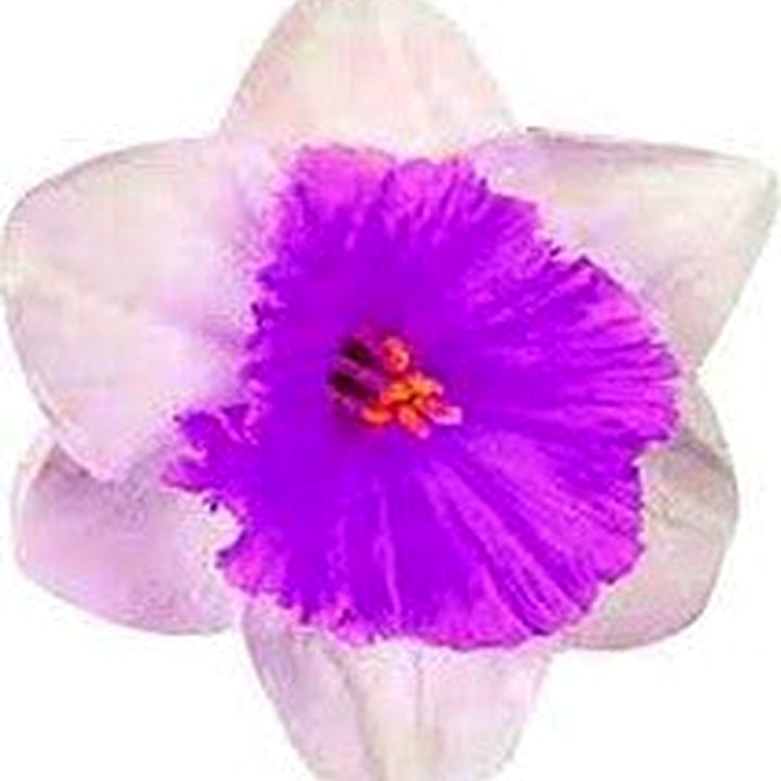 Nema Double Petals Narcissus Flower Seeds for Planting [neera-v5-6e05681fb1089107fc0d]