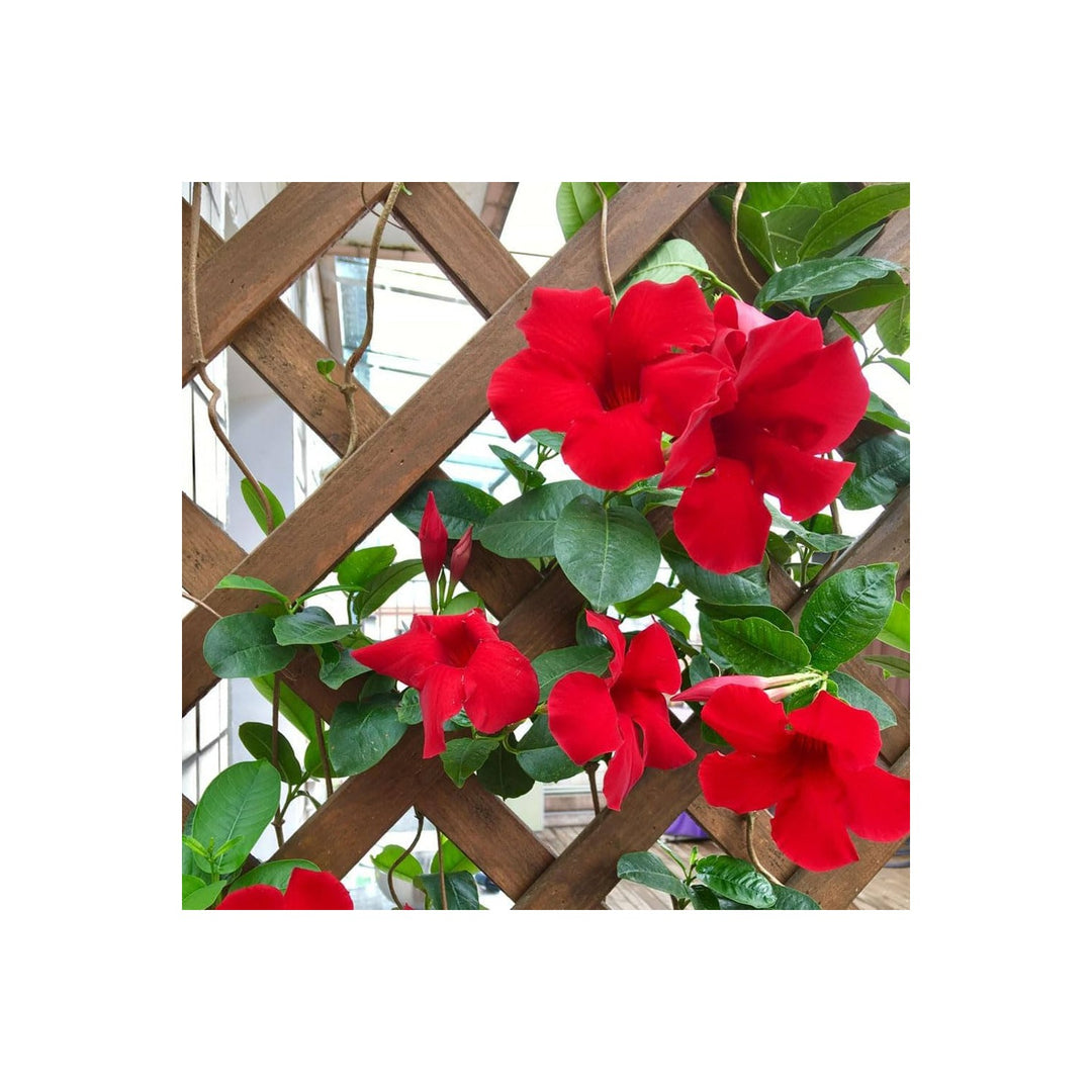 Heirloom Dipladenia Flower Non Gmo Tropical Vining Blooms Decorative Garden Planting Flower [neera-v5-6e0a0bdfb32855cc28aa]