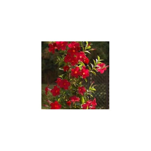 Heirloom Non-GMO Sanderi Flower Seeds for Tropical Ornamental Garden Planting [neera-v5-6e0b0354384cea9cdce7]