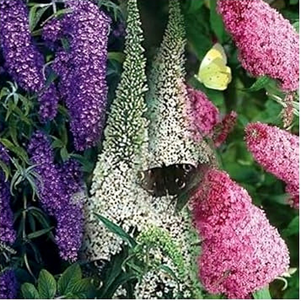 White Butterfly Bush Flower Seeds for Planting, 100 pcs [neera-v5-6e16df2b9c6ab82c7cf0]