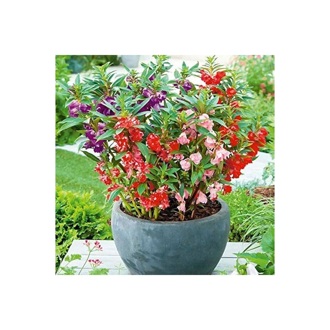 Balsam Impatiens Balsamina Bonsai Flower For Planting In Indoor Pots Decorative Home Garden [neera-v5-6e17f8866c3b43851392]