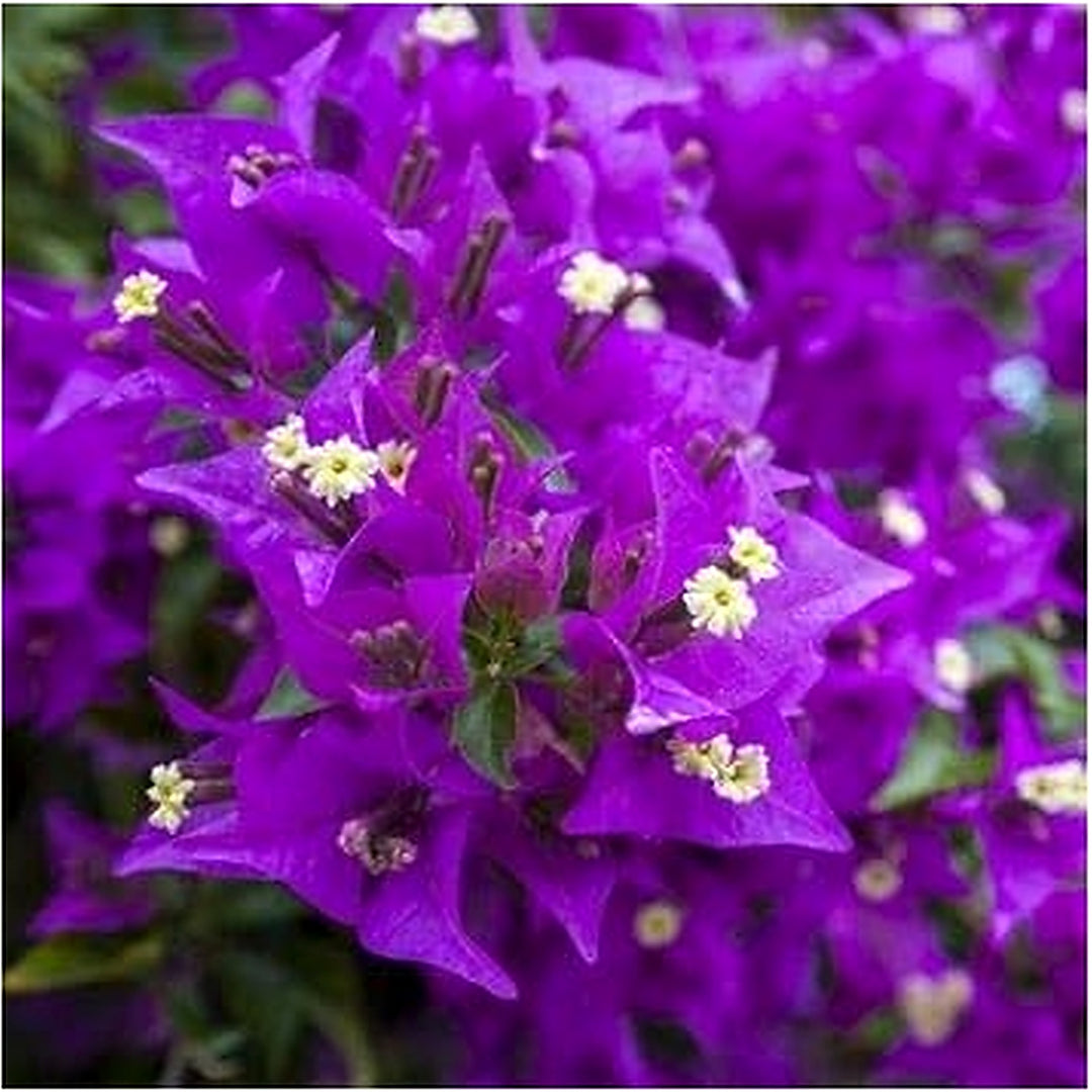 Dark Violet Bougainvillea Flower Seeds [neera-v5-6e19d77a2bf9b6e1d191]